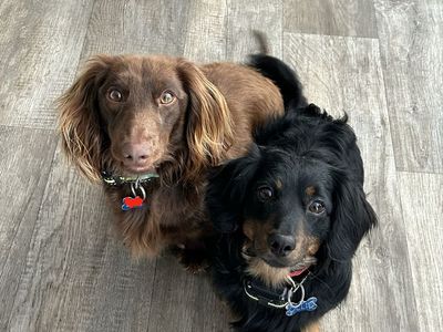 2 Free Dachshunds