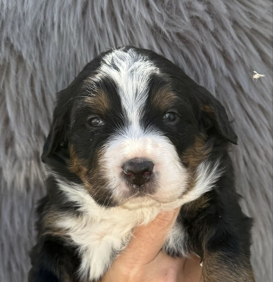 AKC Bernese Mountain Dog Puppies