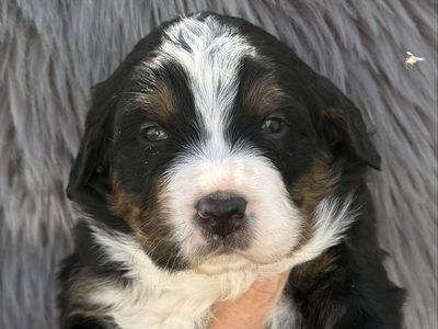 AKC Bernese Mountain Dog Puppies
