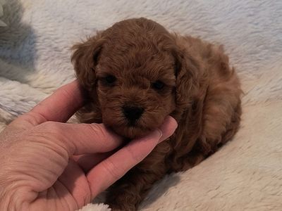 Adorable Toy Poodle Puppies