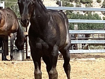2026 Blue Roan Colt