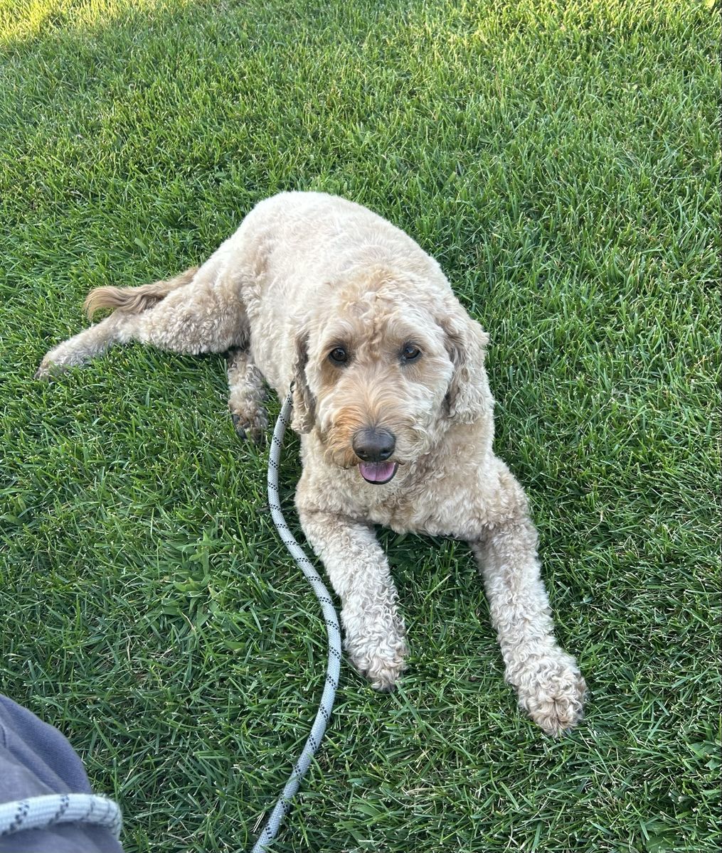 Golden doodle