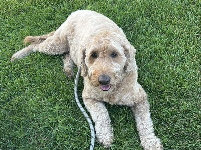 Golden doodle