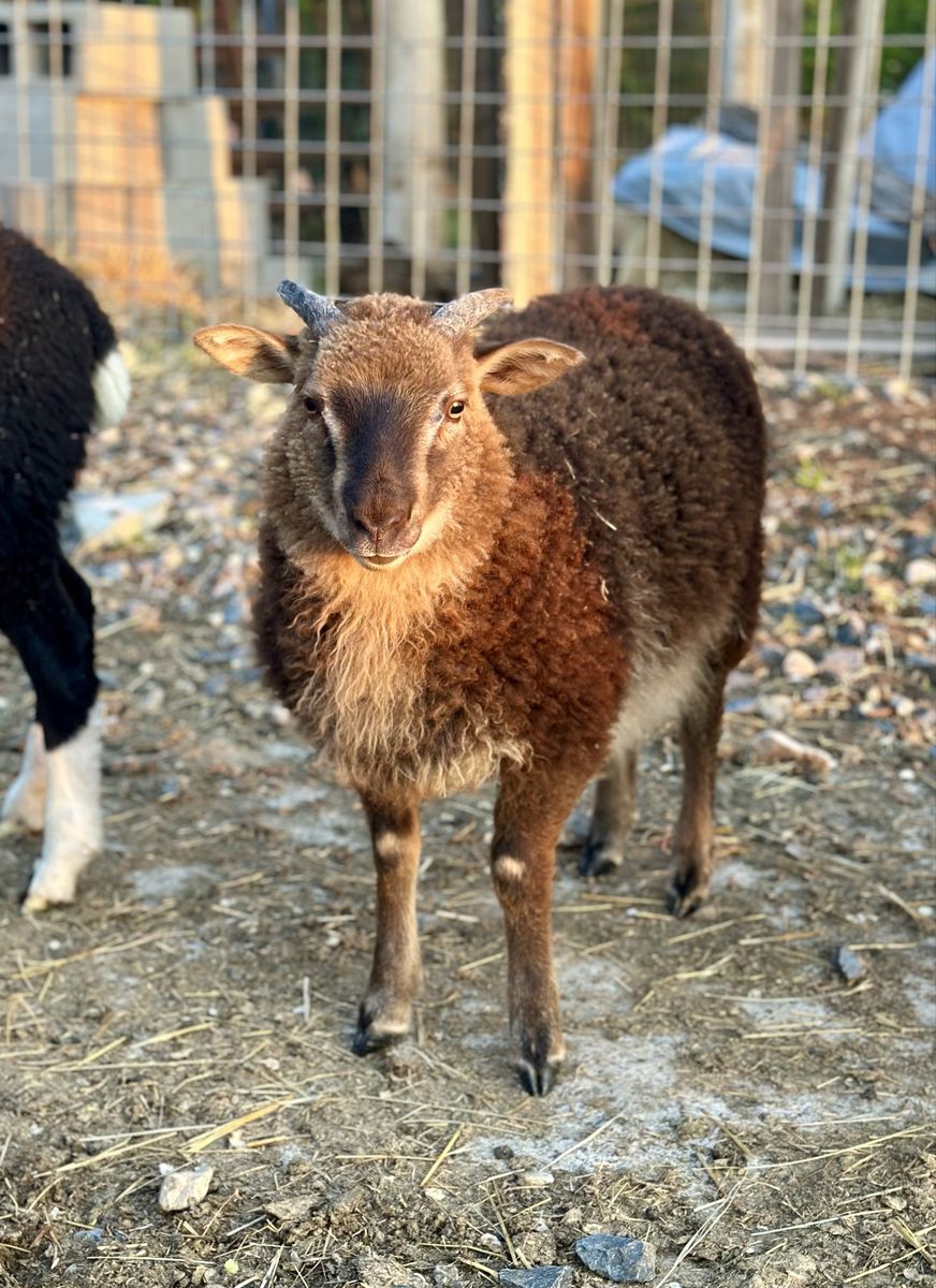 Icelandic Cross Ewe Lamb