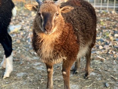 Icelandic Cross Ewe Lamb