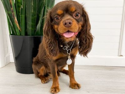 AKC Chocolate Cavalier EE