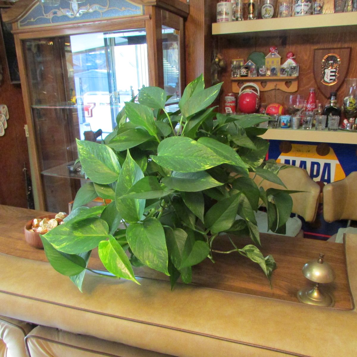 Lush Philodendron Live Houseplant in 2 Qrt. Green Planter Pot