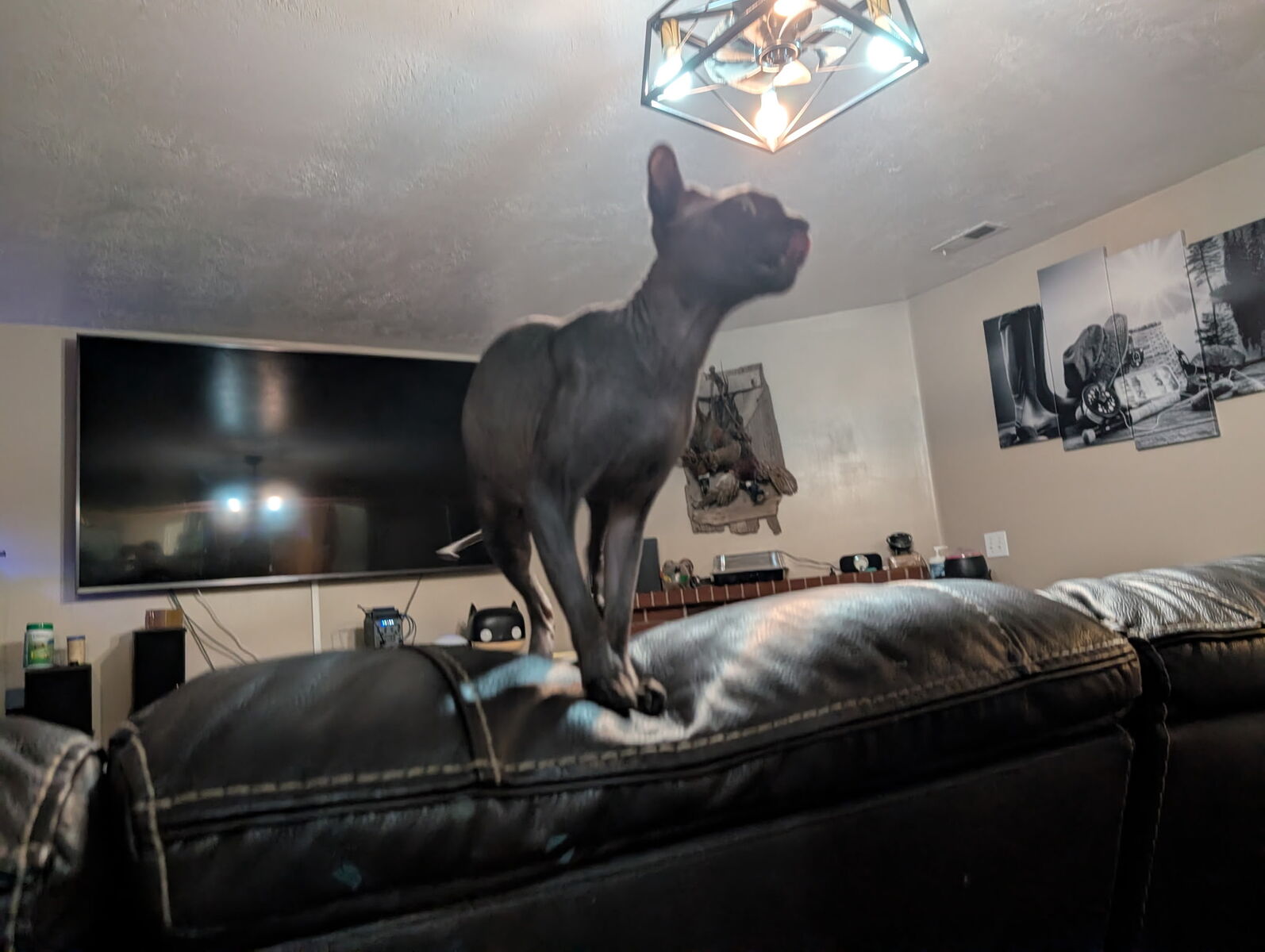 Intact Female Sphynx cat