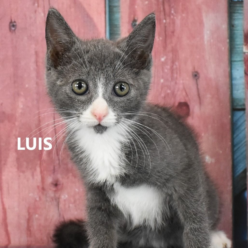 Hello my name is Luis
