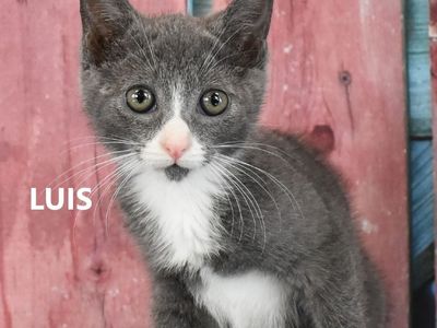 Hello my name is Luis