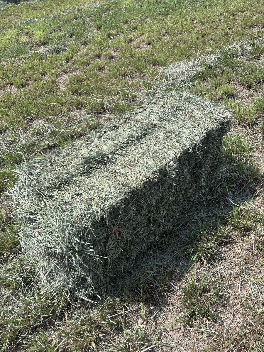 Grass Hay