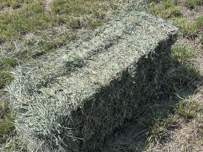 Grass Hay