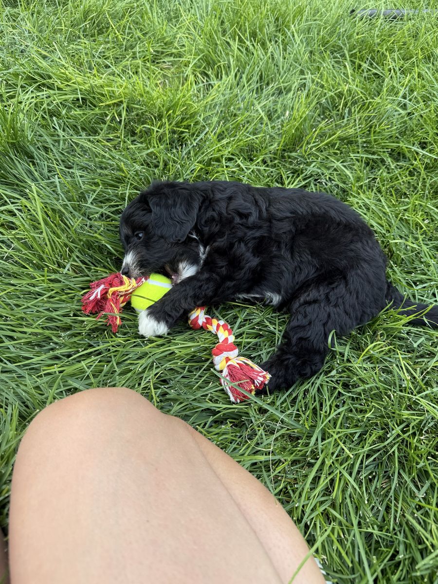 Mini Aussie/mini golden doodle puppies