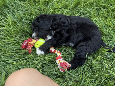 Mini Aussie/mini golden doodle puppies