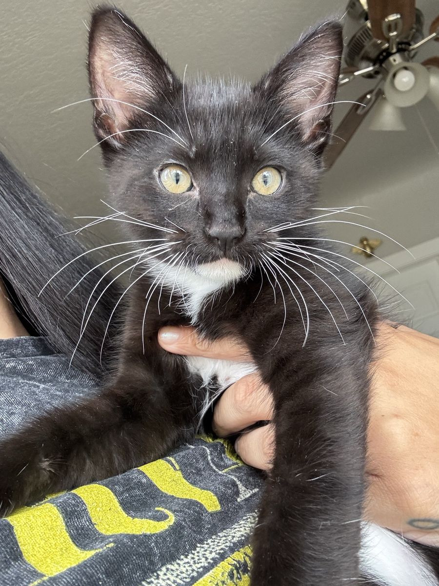Kitten