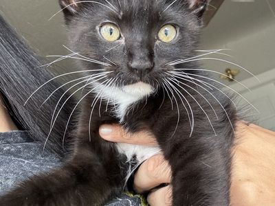 Kitten
