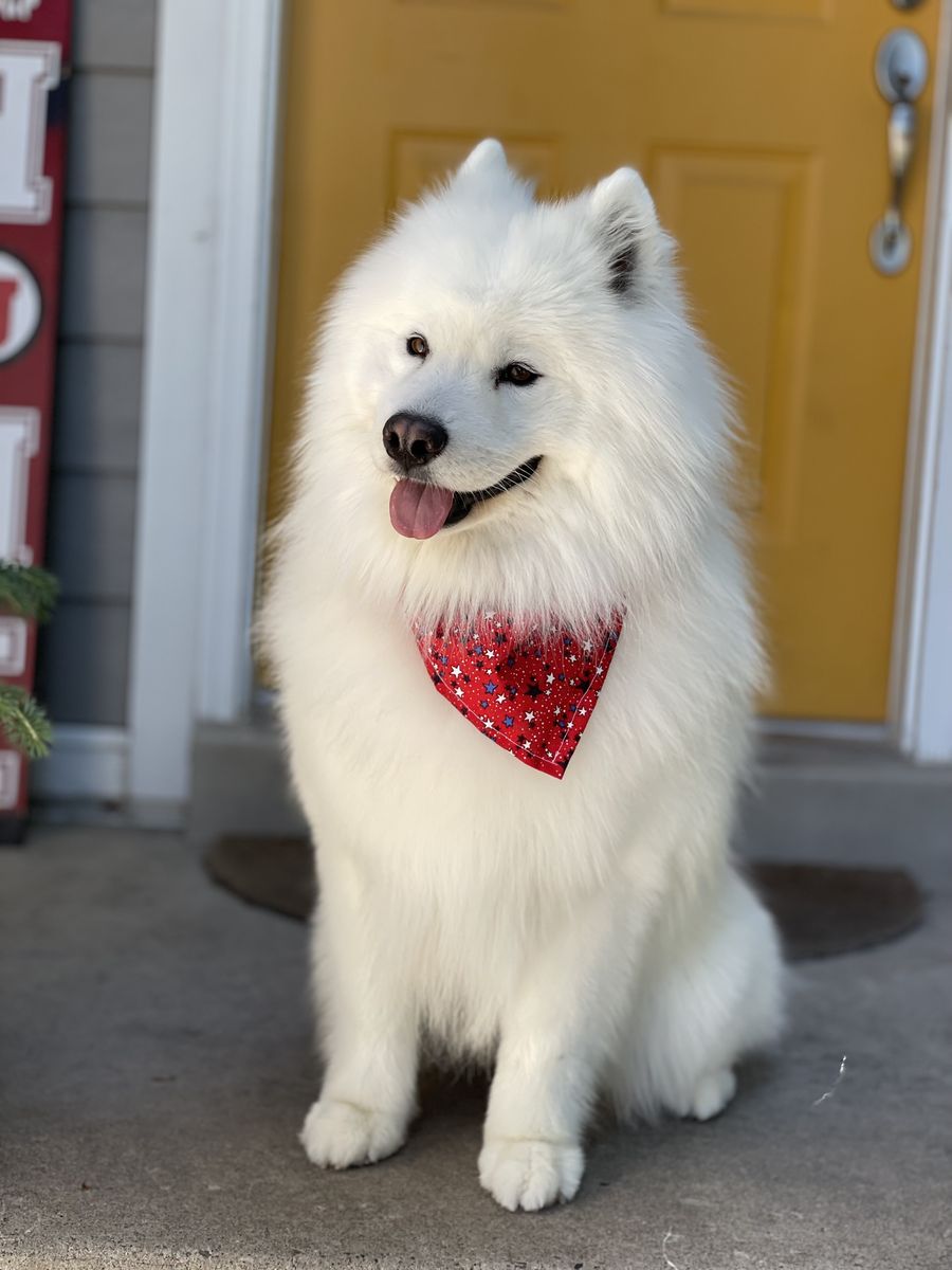6 year old Samoyed Dog