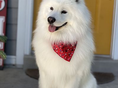 6 year old Samoyed Dog