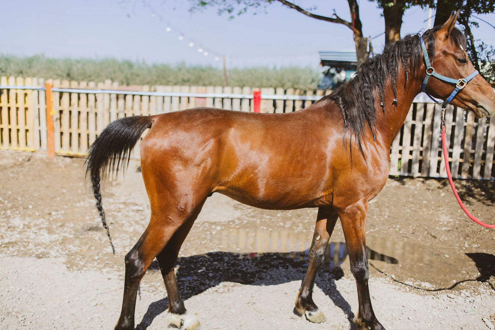 Purebred Arabian Stud $3,500 OBO
