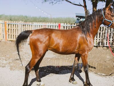 Purebred Arabian Stud $3,500 OBO