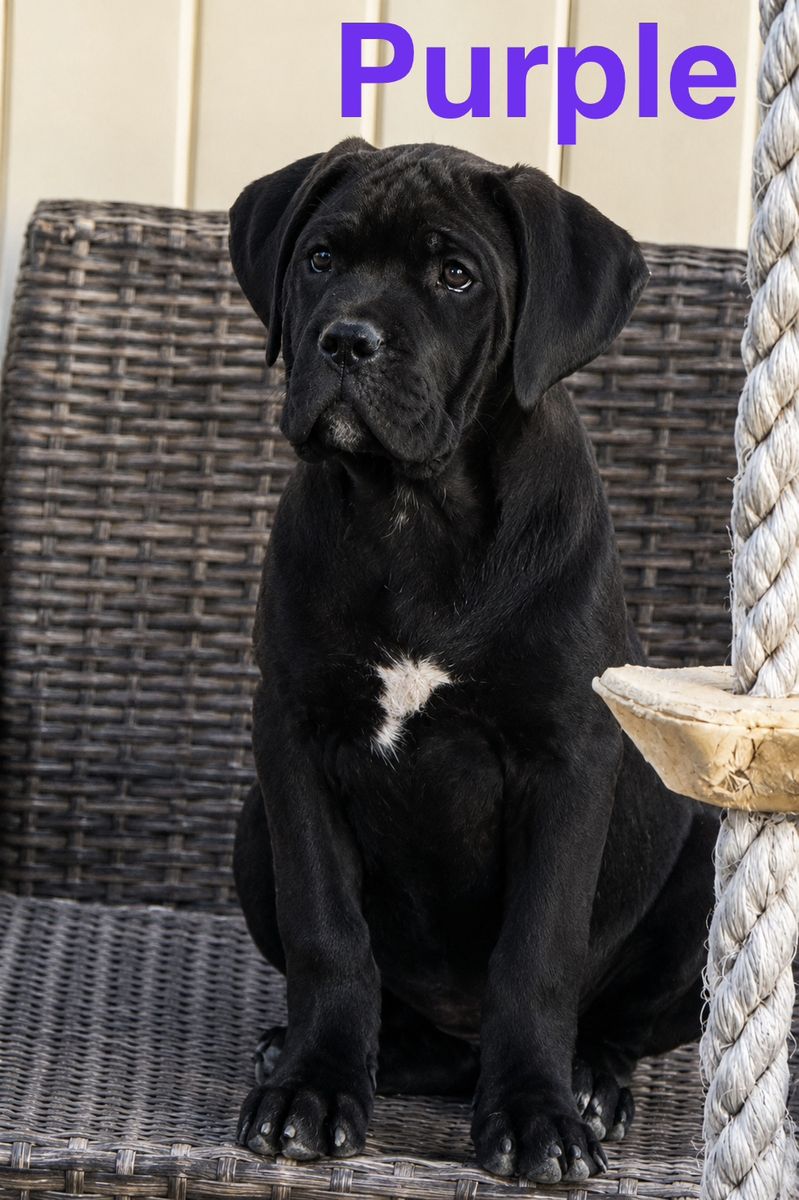 4 Cane Corso Female, ICCF registration and pure blood certificate