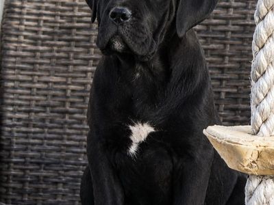 4 Cane Corso Female, ICCF registration and pure blood certificate