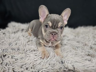 French Bulldog
