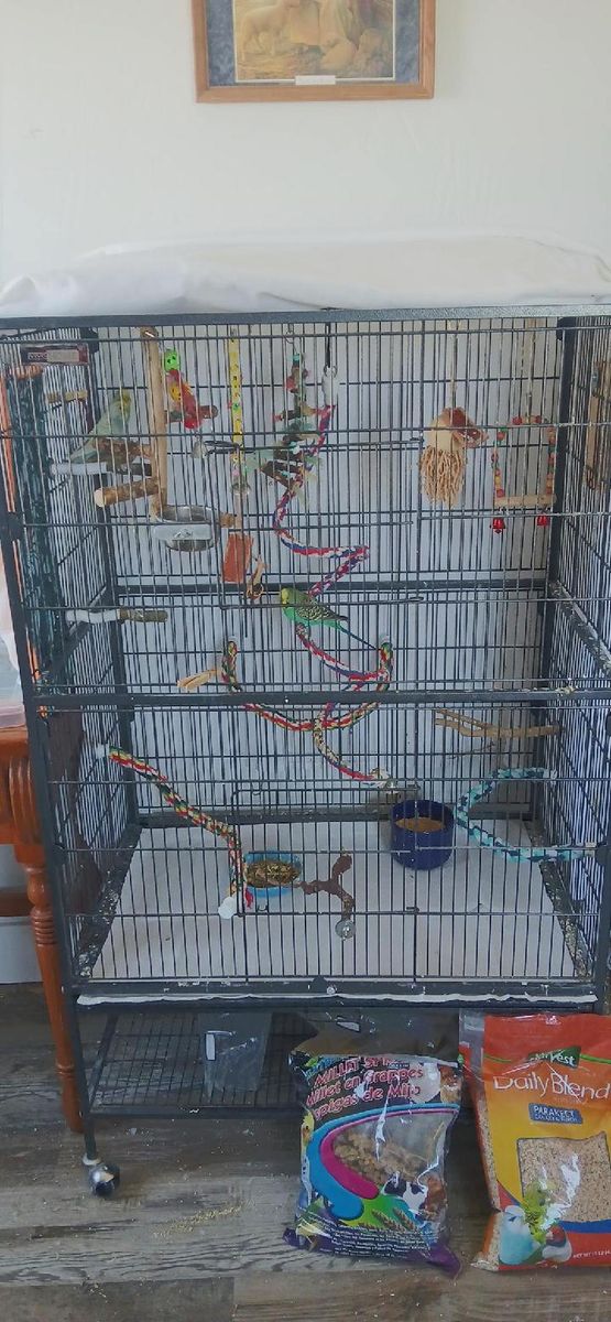 3 Parakeets with large cage, light, toys and food.