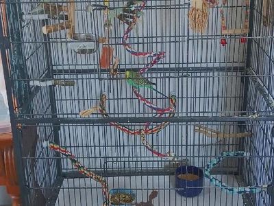 3 Parakeets with large cage, light, toys and food.