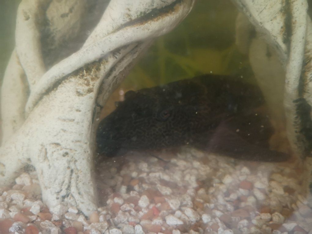 FREE Sucker Fish