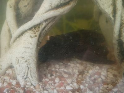 FREE Sucker Fish