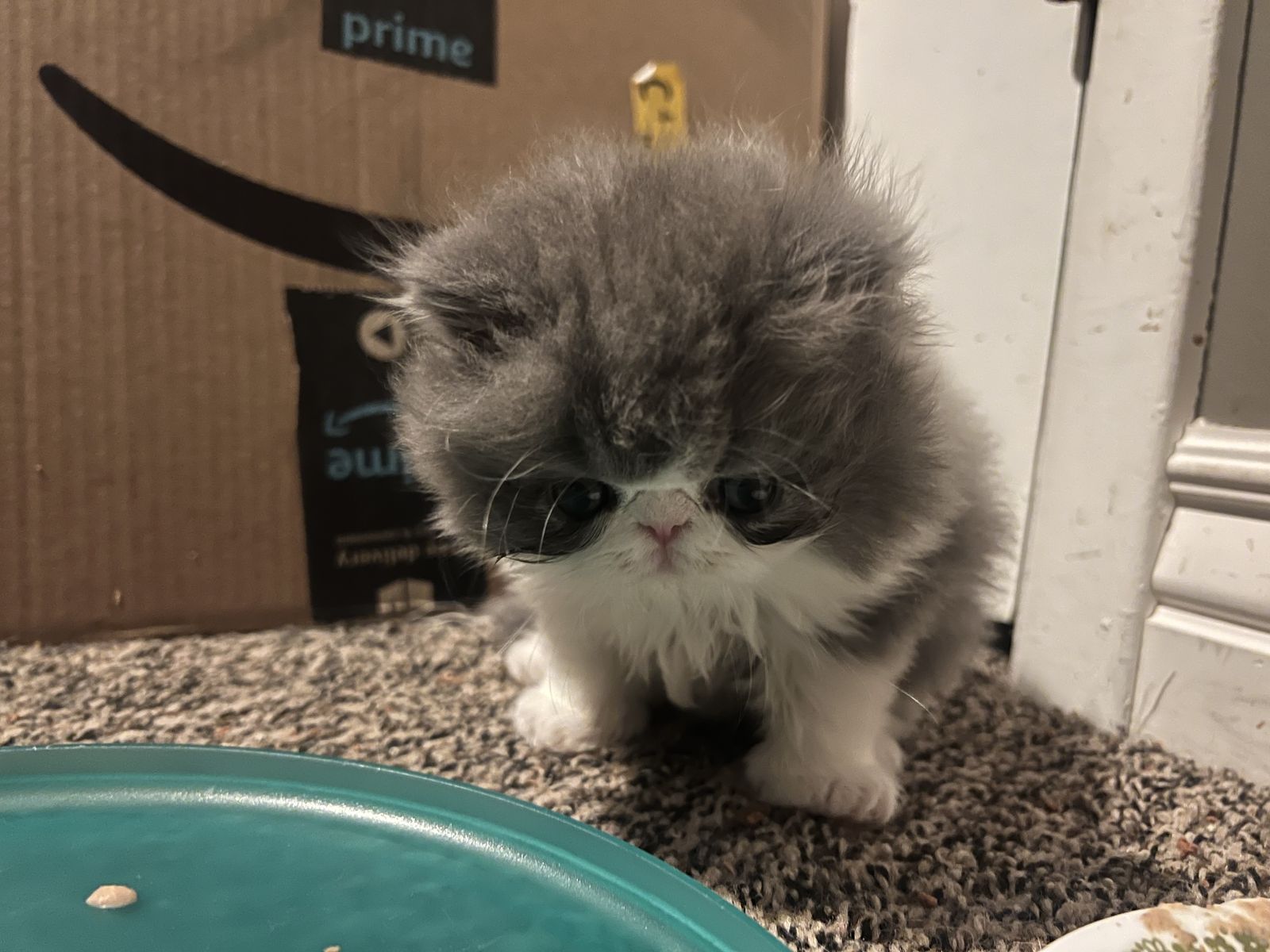 Persian kittens
