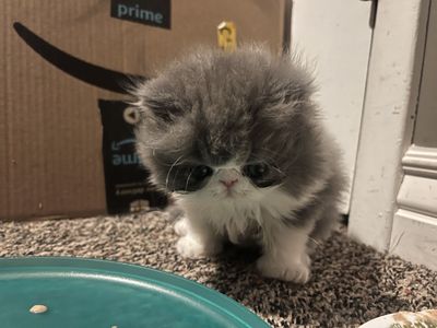 Persian kittens
