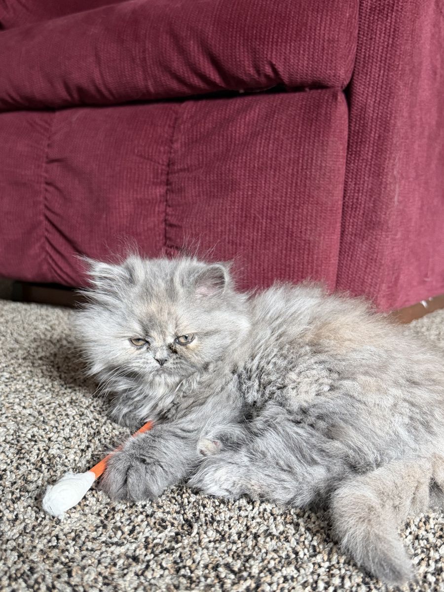 Fluffy Gray Persian Kitten