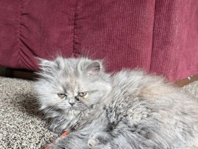 Fluffy Gray Persian Kitten