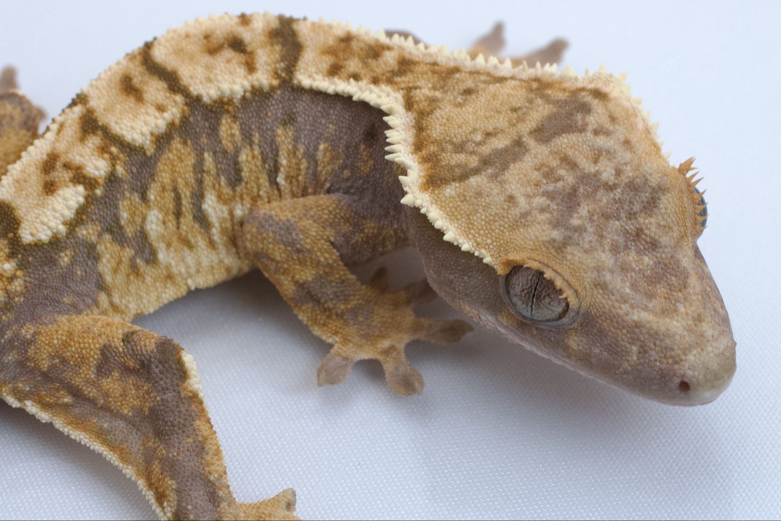Young Crested Gecko