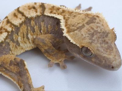 Young Crested Gecko