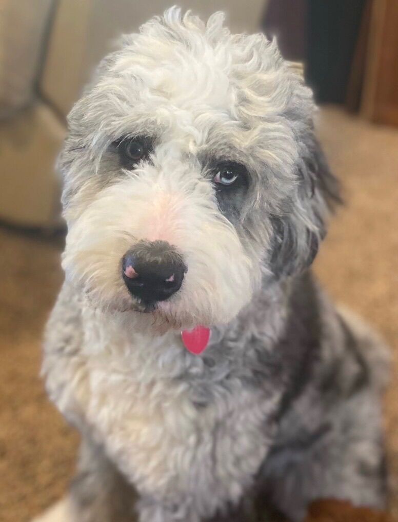 F1 Bernedoodle Stud