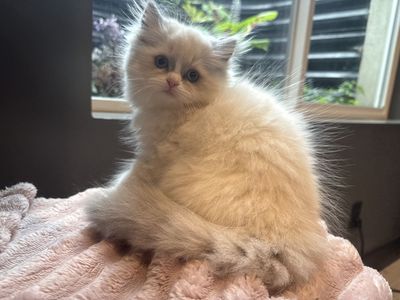 Tica Persian/ Ragdoll Female 9 weeks