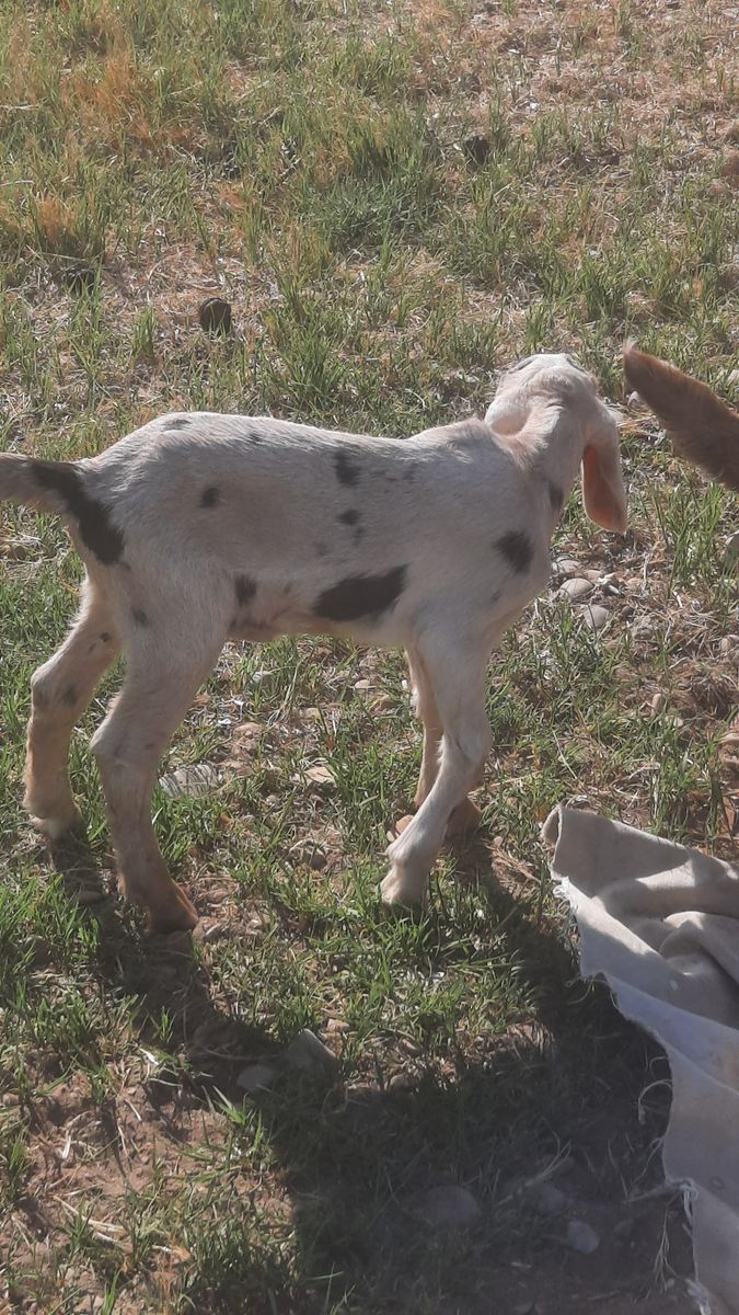 Reg. Amer. Nubian Moonspotted Doeling