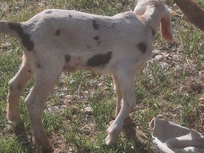 Reg. Amer. Nubian Moonspotted Doeling
