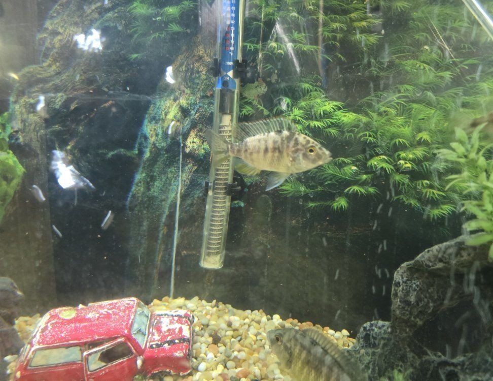 Free OB Peacock Female African Cichlids