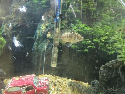 Free OB Peacock Female African Cichlids
