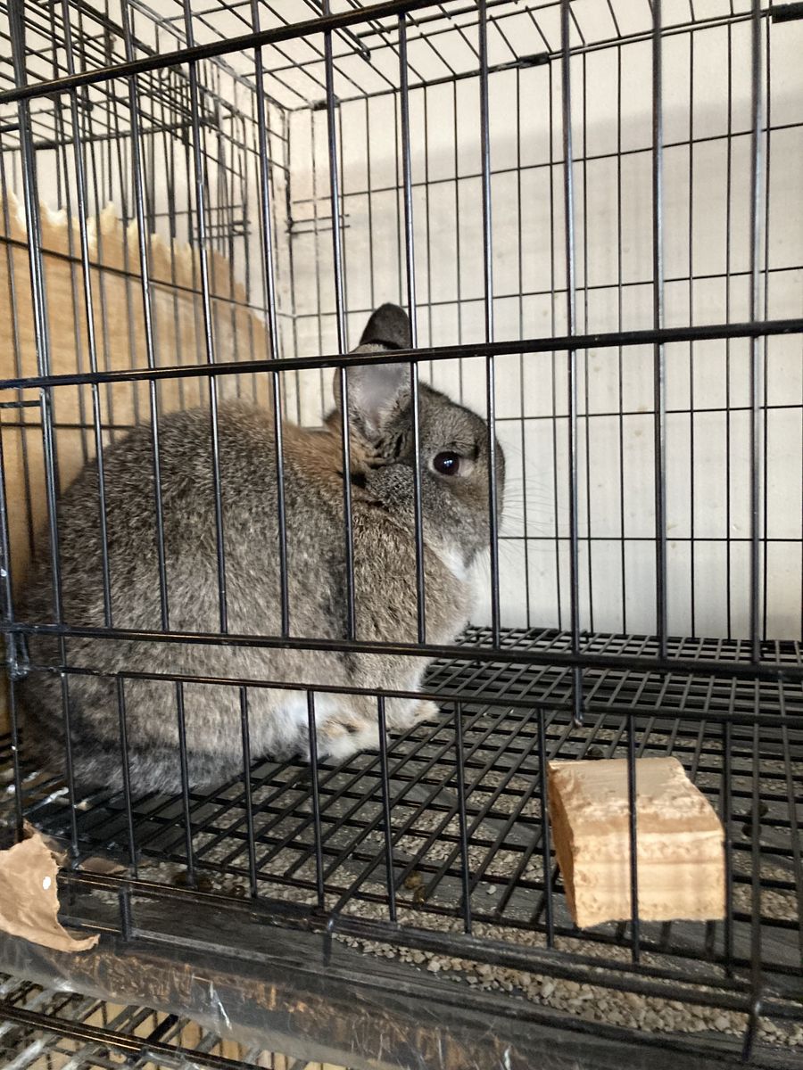 Cute female holland lop mix