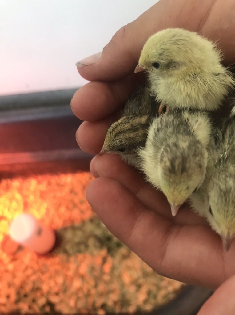 Button Quail Chicks For Sale!