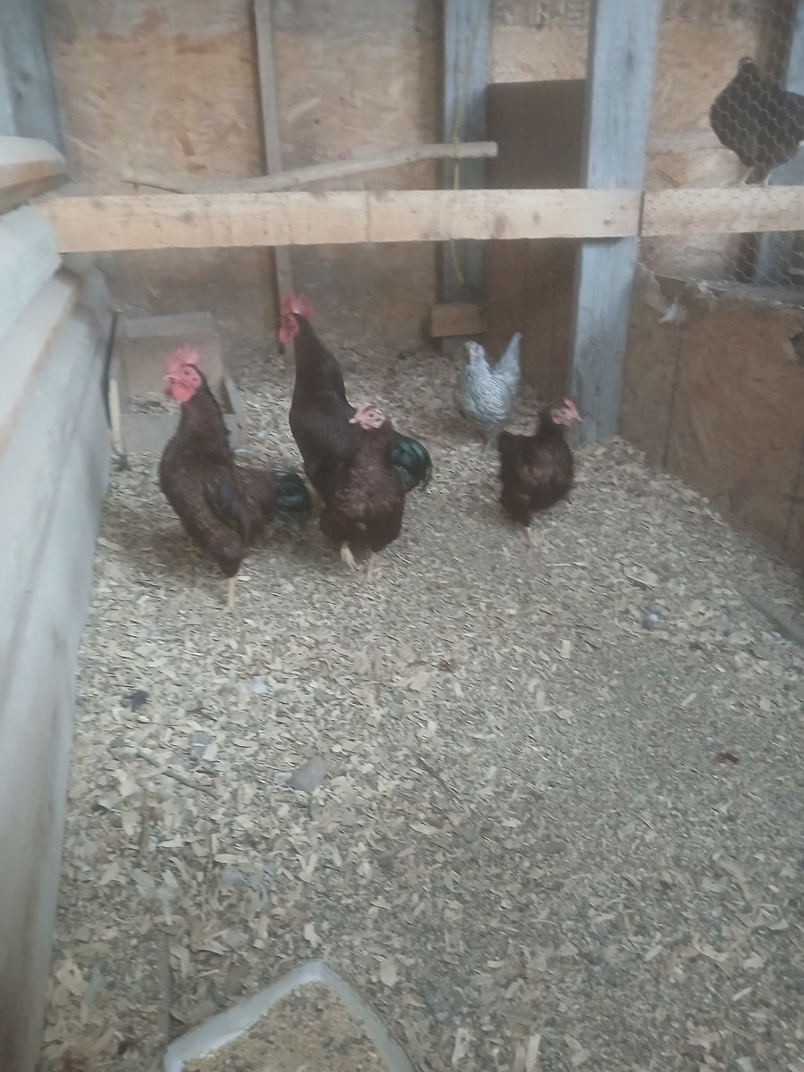 Rhode Island red bantams
