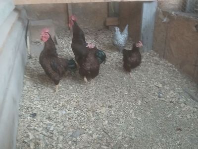 Rhode Island red bantams