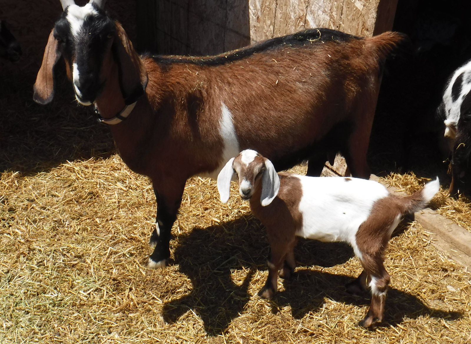Alpine / Nubian Doe with doeling $430