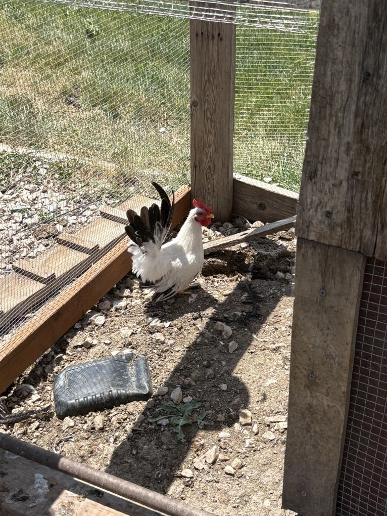 Iso: I Need This Rooster