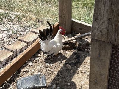 Iso: I Need This Rooster